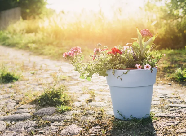 Alter Eimer mit Blumen — Stockfoto