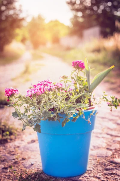 Blauwe pot met tuin bloemen — Stockfoto