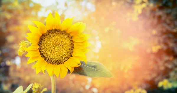 Schöne Sonnenblume im Garten — Stockfoto