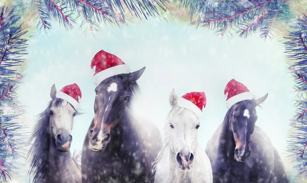 Troupeau de chevaux avec chapeaux de Père Noël — Photo