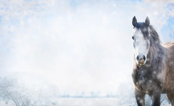 Gray horse on winter landscape