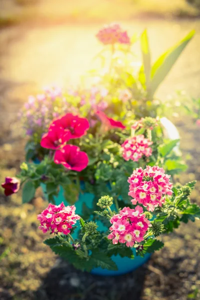 Maceta con flores decorativas de jardín — Foto de Stock