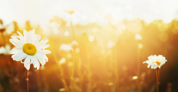 Bellissime margherite giardino — Foto Stock