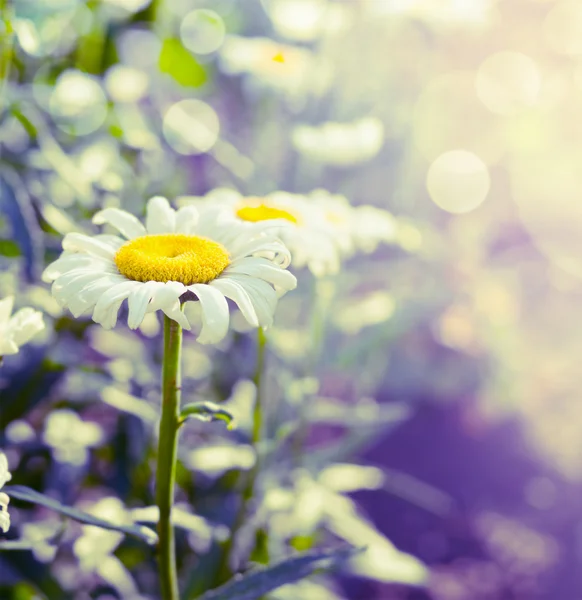 Bellissime margherite giardino — Foto Stock