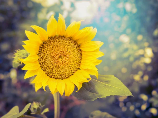 Fröhliche Sonnenblume auf dem Hintergrund der Natur — Stockfoto