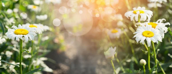 Bellissime margherite giardino — Foto Stock