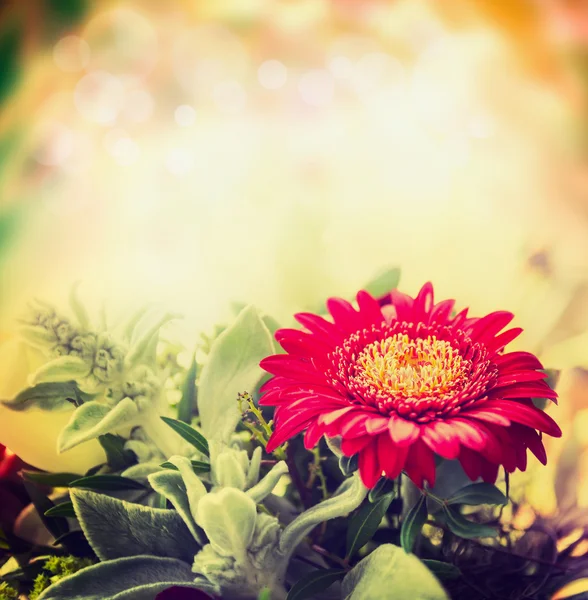 Red gerbera close up — Stock Photo, Image