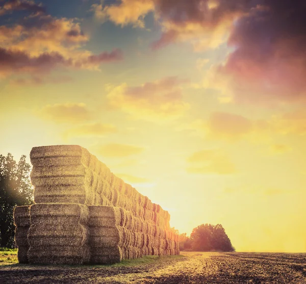 Campo com fardos de palha — Fotografia de Stock