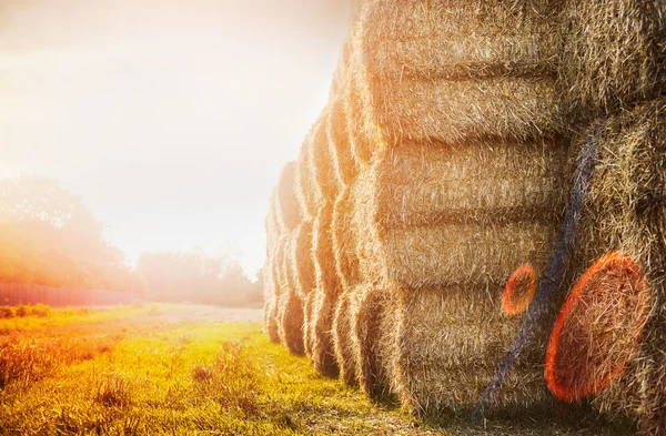 Feld mit Strohballen — Stockfoto