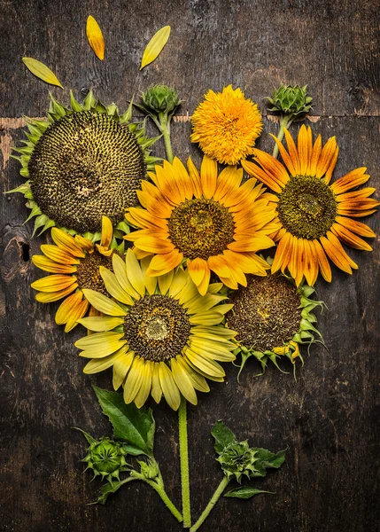 Girasoles componiendo sobre fondo rústico — Foto de Stock