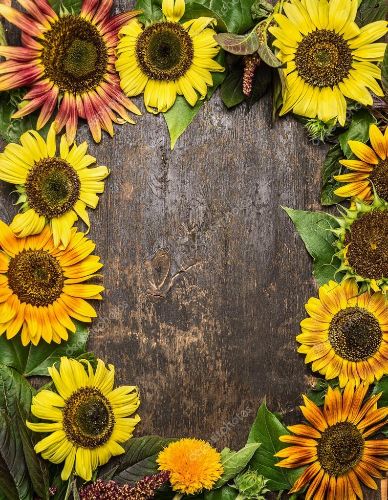Sunflower Frame Background