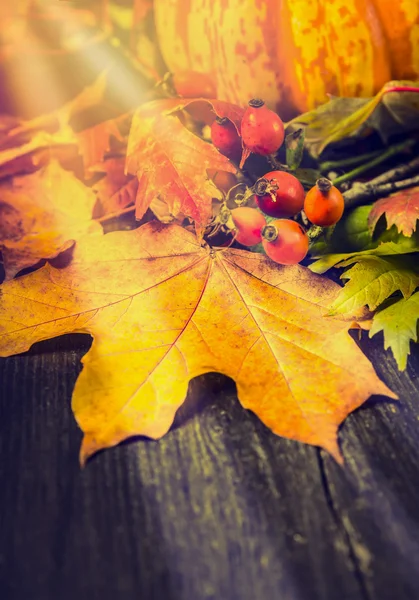 Herfstbladeren en -bessen — Stockfoto