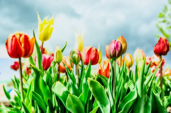 Různé Tulipán květy — Stock fotografie