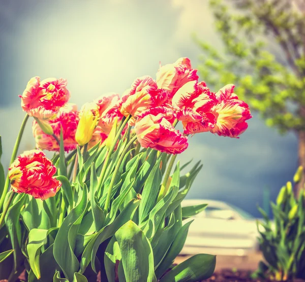 Tulipanes rojos amarillos — Foto de Stock