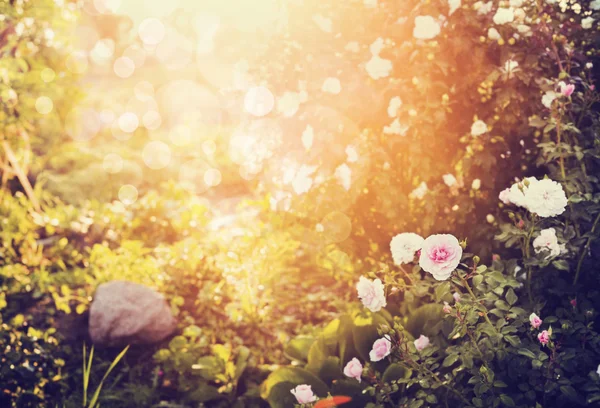 Puesta de sol sobre rosas del jardín — Foto de Stock