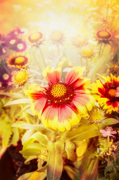 美しい秋の花 — ストック写真