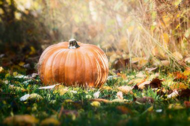 Büyük kabak çim üzerinde