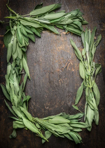 Foglie di salvia fresca — Foto Stock