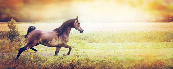 Jovem cavalo bonito — Fotografia de Stock