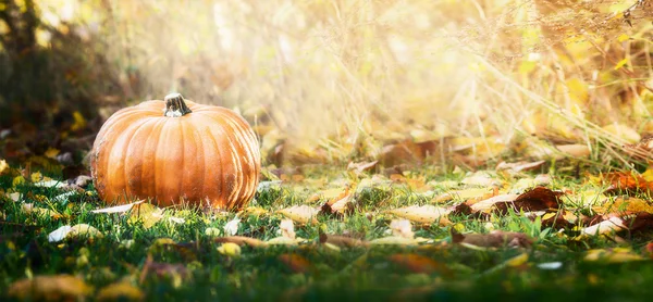 Big pumpkin on lawn — Stock Photo, Image