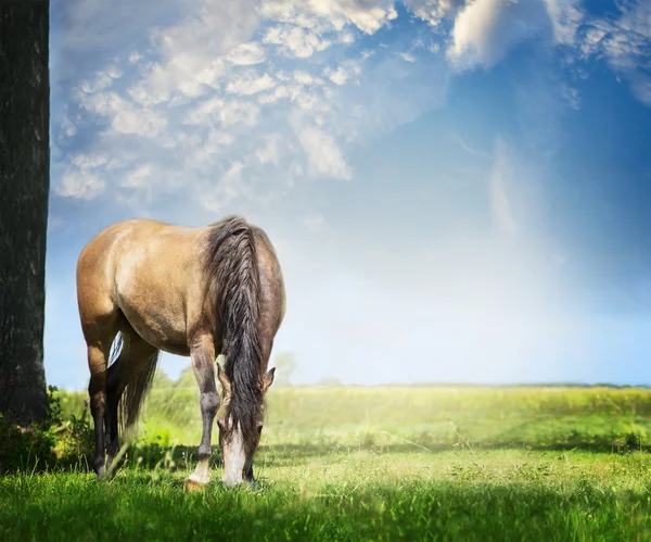 Joven caballo hermoso — Foto de Stock