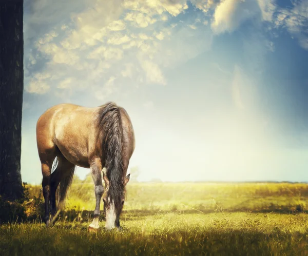 Young beautiful horse — Stock Photo, Image