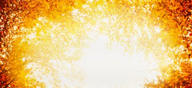 Renkli sonbahar yaprakları