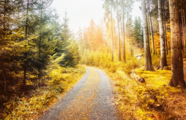 Sonbahar ormanında yol