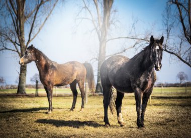 Sonbahar üzerinde kirli atlar çayıra