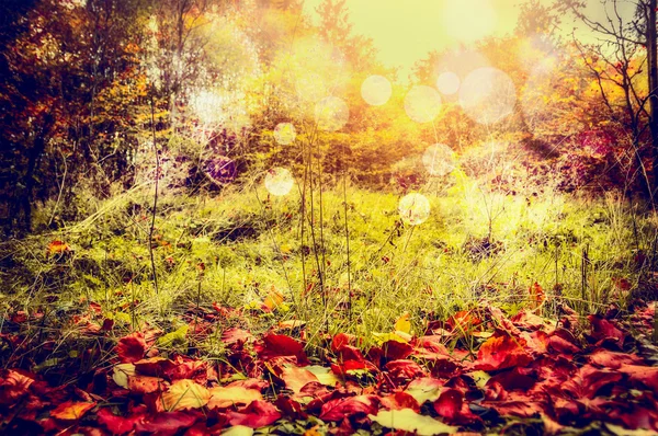 Herfst natuur achtergrond — Stockfoto