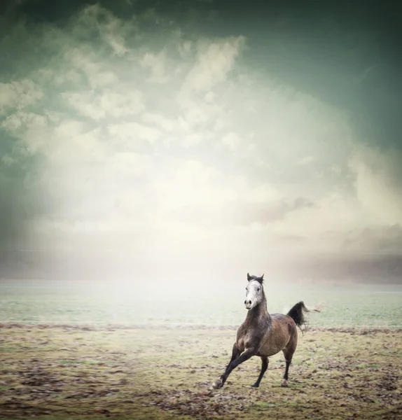 Jovem cavalo bonito — Fotografia de Stock