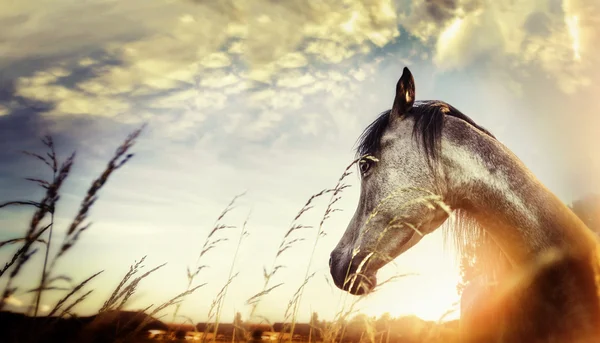 Young beautiful horse — Stock Photo, Image