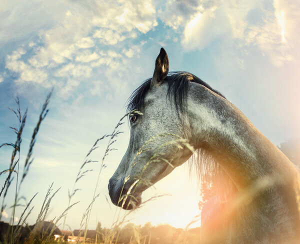 Young beautiful horse