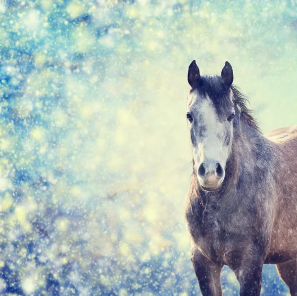 Молодая красивая лошадь — стоковое фото