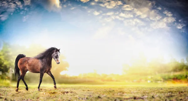 Young beautiful horse — Stock Photo, Image