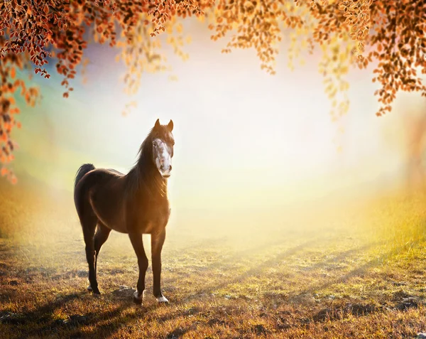 Молодая красивая лошадь — стоковое фото
