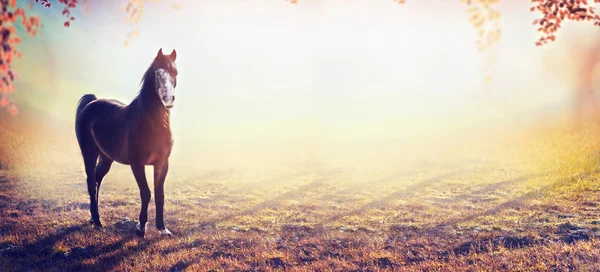 Jovem cavalo bonito — Fotografia de Stock