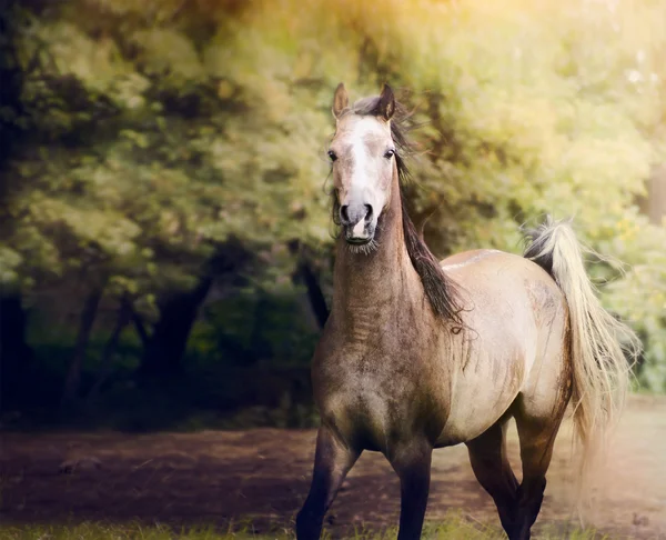 Young arabian horse on country background — Stock Photo, Image