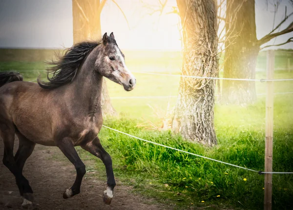 Młody piękny koń — Zdjęcie stockowe
