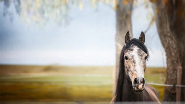 Jovem cavalo bonito — Fotografia de Stock