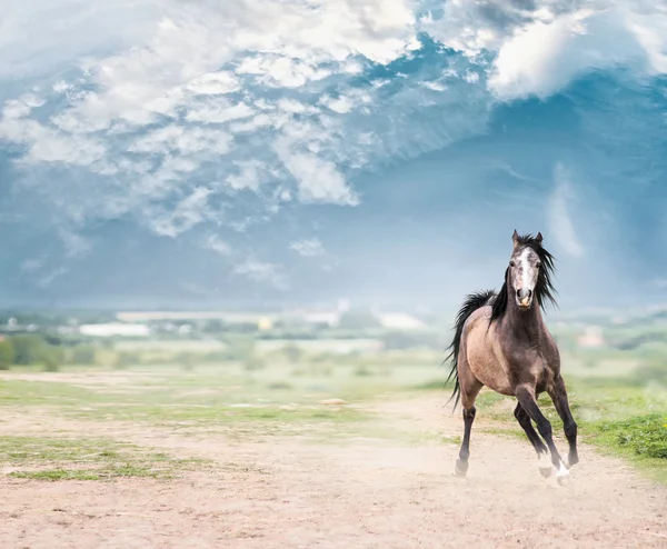 Mladé krásné koně — Stock fotografie