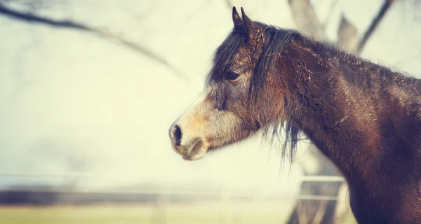 Jonge Arabische volbloed paard — Stockfoto