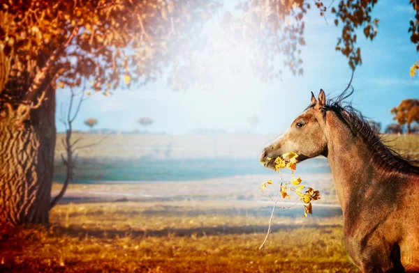 Prowadzenie konia i trzyma w ustach a oddział z liści — Zdjęcie stockowe