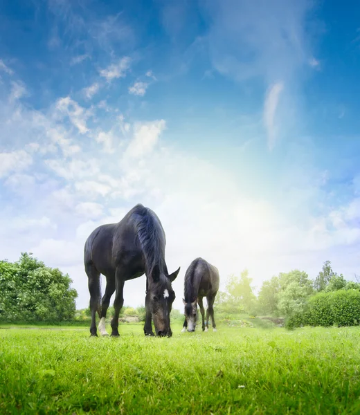 Horses grazing on fresh grass — Stock Photo, Image