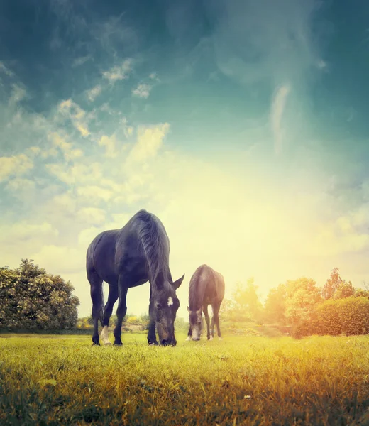 Horses grazing in autumn meadow — Stock Photo, Image