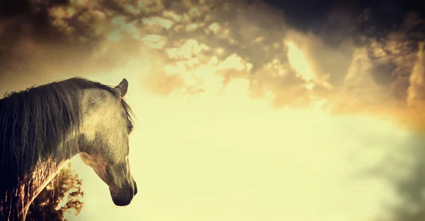 Retrato de caballo gris —  Fotos de Stock