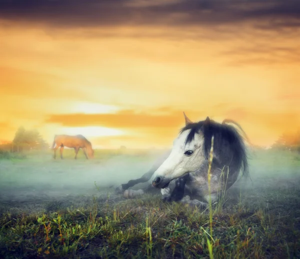 Caballos descansando en la niebla — Foto de Stock