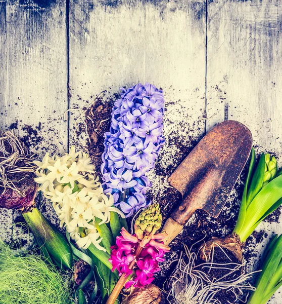 Multicolored hyacinths with roots — Stock Photo, Image