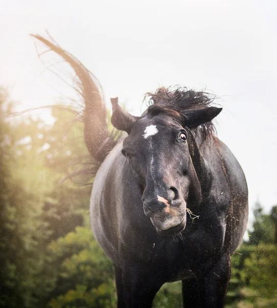 Black horse shakes — Stock Photo, Image