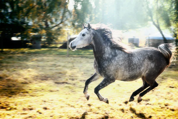 Stallone grigio che corre — Foto Stock